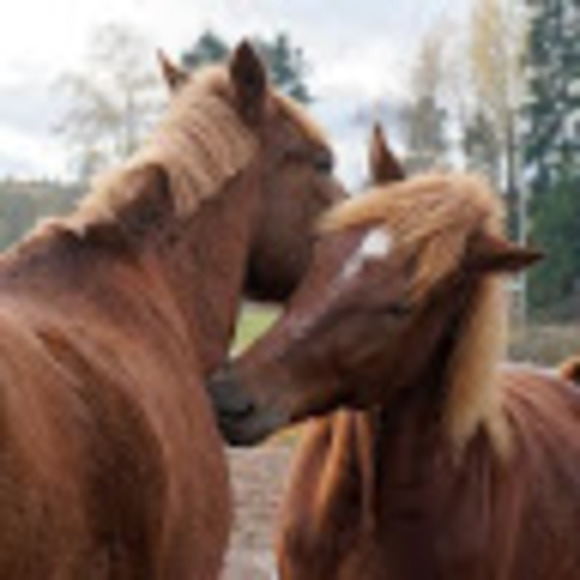 Meet your Posher, Kaisa - Picture 1 of 1